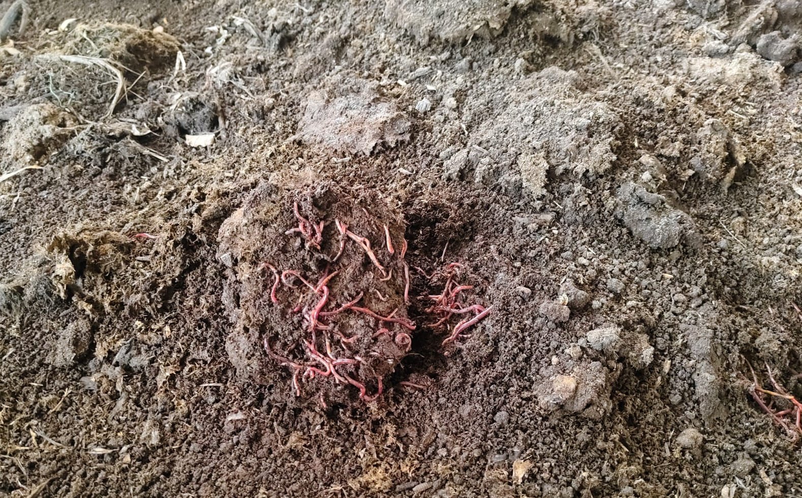 Living soil, earthworms and plant roots
