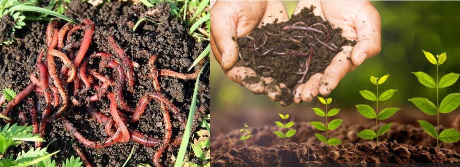 Regenerative tea landscape