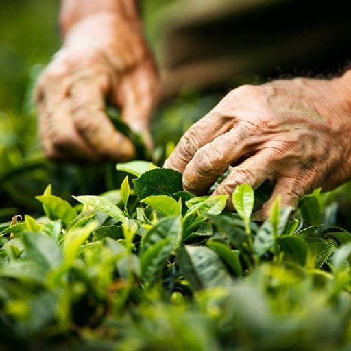 Tea worker harvesting fresh tea leaves