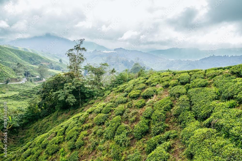 Tea workers harvesting on a mountain tea estate