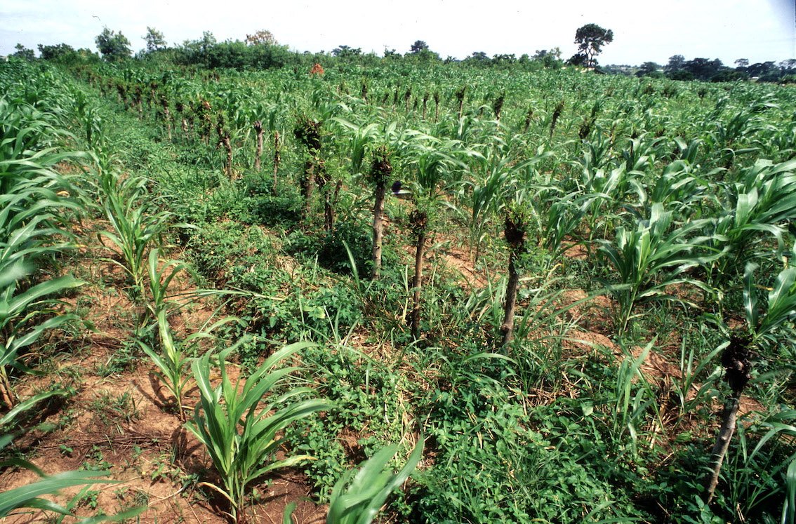Regenerative agroforestry